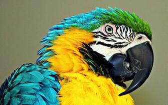 Macaw Parrot Bird Tropical Wallpaper
