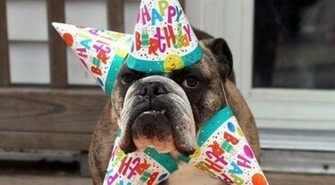 Home Happy BirtHDay HD Wallpaper Funny