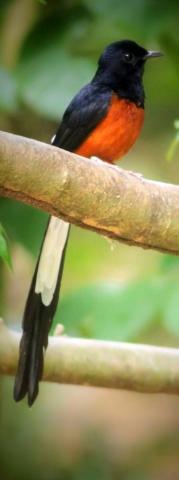 About Wild Animals A White Rumped Shama