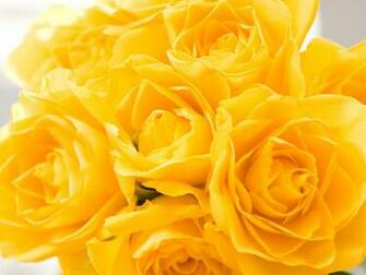 Pictures In High Quality Beautiful Flowers By Lila Dunlop