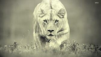 Lioness Wallpaper