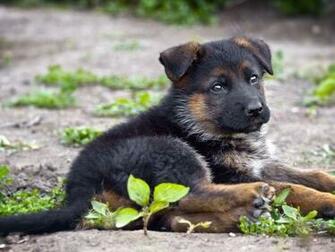 Baby German Shepherds For Wallpaper High Resolution Car