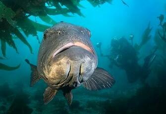 Black Sea Bass Photo And Wallpaper Cute Pictures