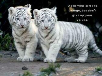 Cute Baby Tiger Cubs HD Wallpaper In Animals Imageci