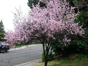 Tree Wallpaper Plum