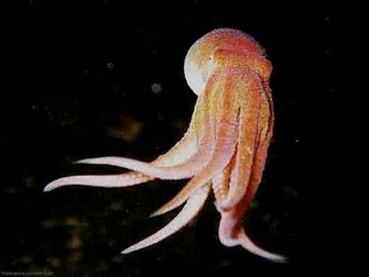 Red Octopus Wallpaper Jpg