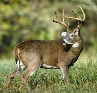 Deer HD Wallpaper High Definition iPhone