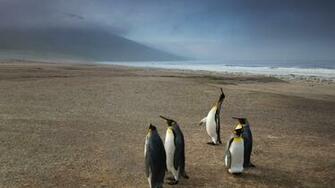 King Penguins Beach Evening Wallpaper Stream