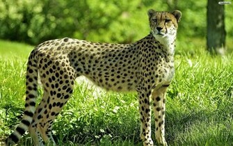 Description Cheetah Wallpaper Is A Hi Res For Pc