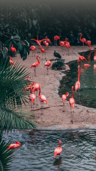 Aesthetic Animal Wallpaper