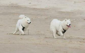 Samoyed Computer Wallpaper Desktop Background