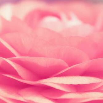 Pink Rose Petals Beautiful Retina iPad Wallpaper