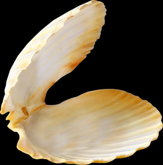 Open Clam Shell Isolated Wallpaper