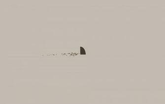 Shark Aesthetic Laptop Wallpaper Top