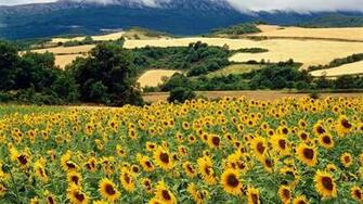 Sunflower Field Wallpaper HD Desktopinhq