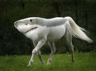 Funny Weird Photos Desktop Background