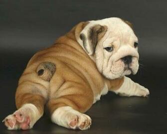English Bulldog Wallpaper Android Apps On Google Play