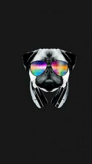 Cool Dog Wallpaper Animals In Pug