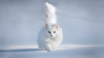 White Persian Cat HD Wallpaper For Your Computer Screen