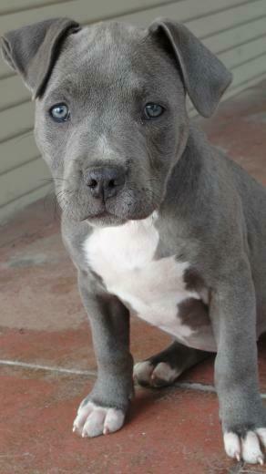 Blue Nose Pitbull Fact Acquiring A From Reputable