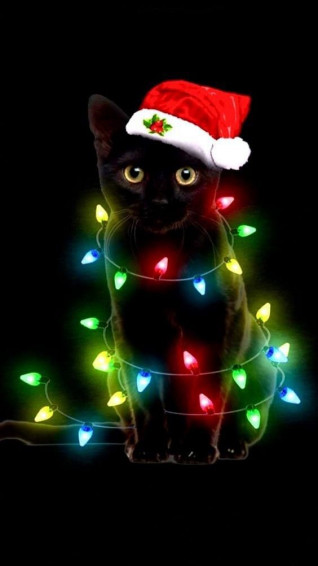 Mwsr Writing In Christmas Cats Animals