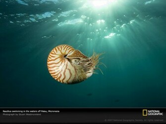Swimming Nautilus Wallpaper