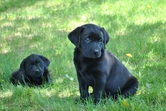 Black Lab Puppy Image Wallpaper HD
