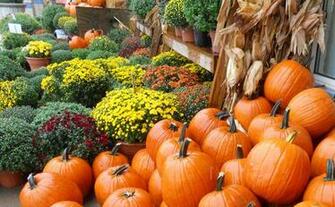 Fall Pumpkins Wallpaper Today Is A Beautiful Day