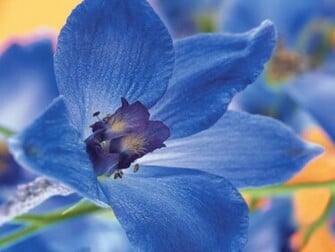 Blue Flower Wallpaper