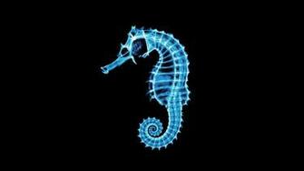 Seahorse Photomanipulations Wallpaper
