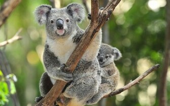 Koala Computer Wallpaper Desktop Background Id