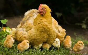 Birds Chickens Chicks Baby Animals Bird Wallpaper