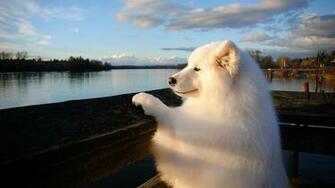 Samoyed Wallpaper Image