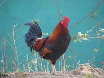 Wallpaper Collections Rooster