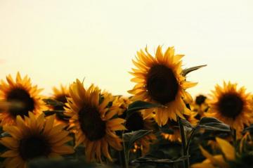 Sunflower Wallpaper HD Hq
