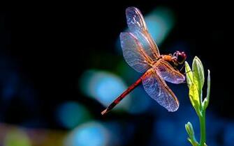 Dragonfly Computer Wallpaper Desktop Background