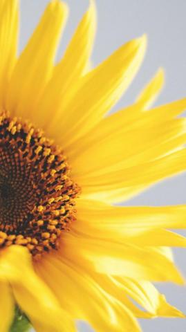 Wallpaper Sunflower 5k 4k Yellow Nature