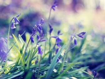 Spring Flowers Desktop Wallpaper High Definition