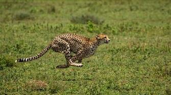 Running Cheetah Animal HD Wallpaper Jpg