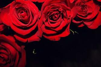 Red Roses On Black Background