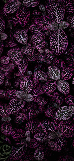 Get Connected To Nature With Plants iPhone Wallpaper