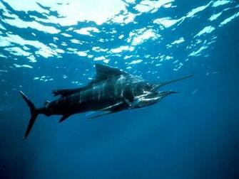 Swordfish Wallpaper