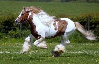 Wallpaper Gallery Beautiful Horse
