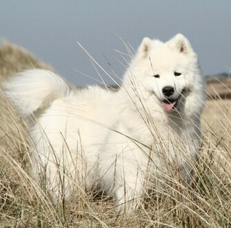 White Samoyed Cute Dog Wallpaper Wallpapermine
