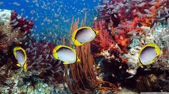 Coral Reefs Begin To Form When Swimming Larvae Planulae