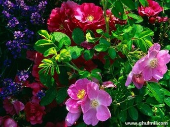 Beautiful Colorful Flowers Wallpaper For Computers E Entertainment