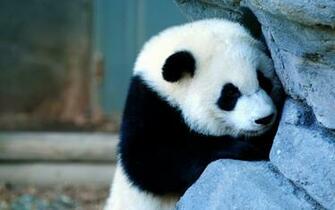 Baby Panda 3d Wallpaper