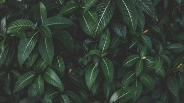 Wallpaper 4k Plant Leaves Green Striped Bush