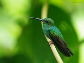 Beautiful Birds Desktop Wallpaper Ny34