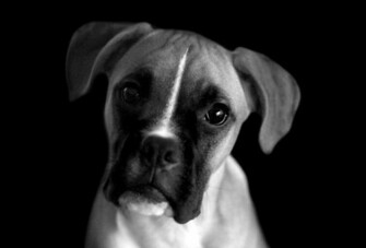 Boxer Black And White Picture Wallpaper Image
